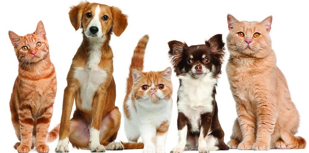 Доска объявлений о животных | ЗооТом - продажа, вязка и услуги для животных в Новомихайловском
