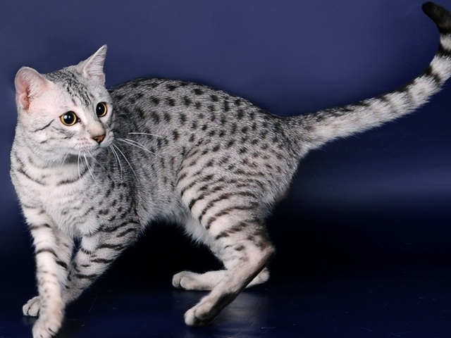 Породы кошек в Новомихайловском | ЗооТом портал о животных