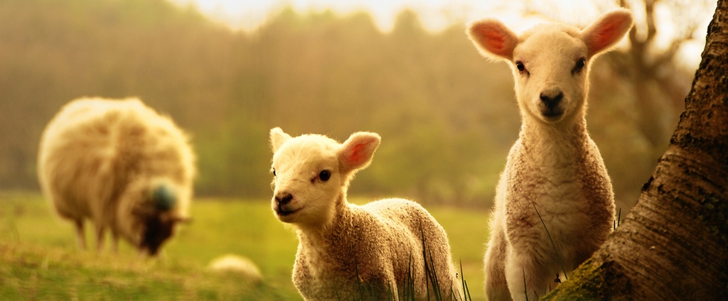 Объявления о сельскохозяйственных животных | ЗооТом - продажа, вязка и услуги для животных в Новомихайловском