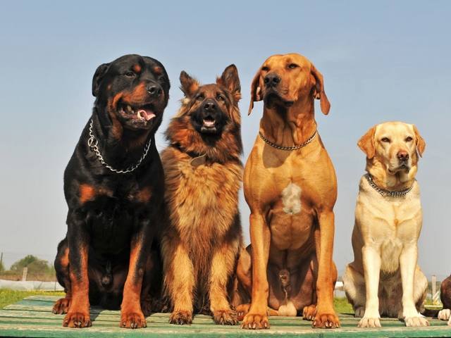 Крупные породы собак в Новомихайловском | ЗооТом портал о животных